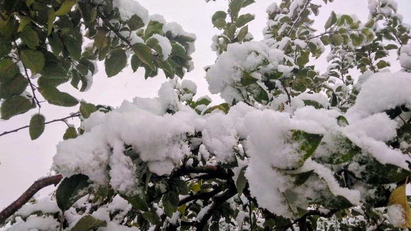 初雪 - ささき林檎園ささき林檎園 青森りんごの生産・販売・通販